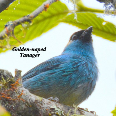 Golden-naped Tanager